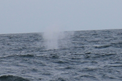 balena