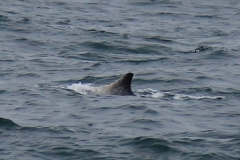 balena1