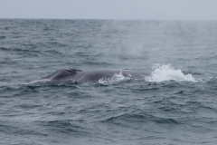 balena2