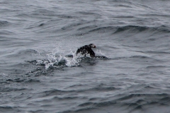 puffin