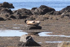 foca