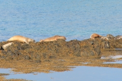 foca2