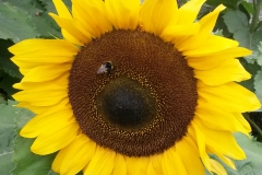 20160716_162428